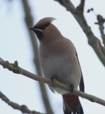 waxwing5.jpg