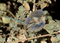 Splendid Fairy-Wren (male, moulting) AUS 7936.JPG