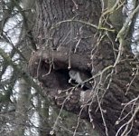 barn owls (2).JPG