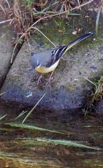 grey wagtail (1).JPG