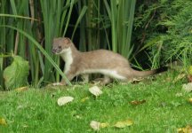 Stoat 1.jpg