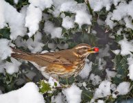 redwing window (Medium).jpg