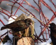 starlings_22_1_2013.JPG