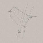 reed-warbler.jpg