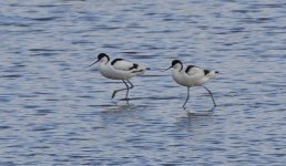 Avocet_G9A9711.jpg