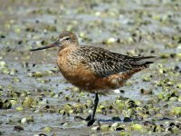 Waipu 7  Bar-Tailed Godwits 237.JPG