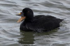 Drake Common Scoter_G9A9345.jpg