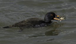 Drake Common Scoter_G9A9394.jpg