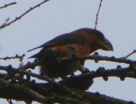 Crossbill%20040113.jpg