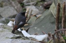 Black Redstart 1cf.jpg