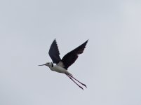 Blackwinged Stilt.JPG