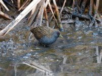 Spotted Crake.JPG