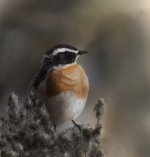 whinchat.jpg