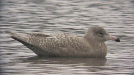 Glauc210113Img_4173.jpg