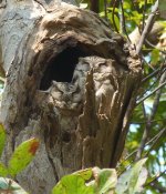 scops owl - bharatpur s.jpg