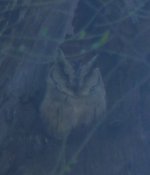 scops owl bandhavgarh s.jpg