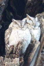 scops owl ranthambore s.jpg