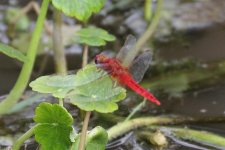 2012_12_02_ Crocothemis erythraea.jpg