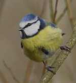 Blue Tit_MG_4749.jpg