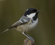 Coal Tit_MG_5106.jpg