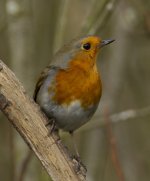 Robin_MG_4900.jpg