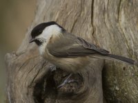 Willow Tit_MG_5154.jpg