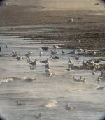 Lake Michigan Gulls.jpg