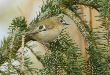 goldcrest 1 copy.jpg