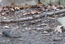 Common Redpoll and Junco.jpg