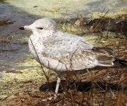 Herring Gull First Winter.jpg