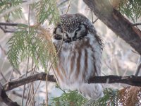 boreal owl 045.JPG