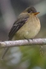 Ochraceous Pewee 1.JPG