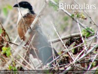 Burchells-Coucal-Centropus-burchelli.jpg