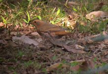 DSCN2934 Naumann's Thrush 1.jpg