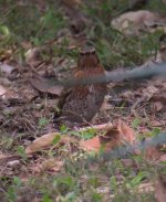 DSCN2922 Naumann's Thrush 3.jpg