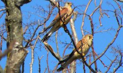 02 Lesser Kestrel pair130227.jpg