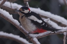 woodpecker.jpg