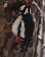 woodpecker2.jpg