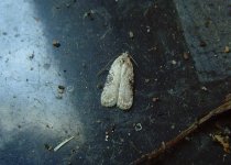 Moth in garage 160313.JPG