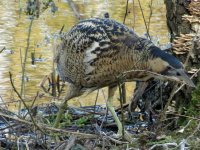 blashford bittern (1).jpg