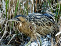 blashford bittern (4).jpg