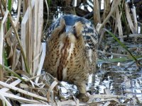 blashford bittern (5).jpg