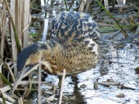 blashford bittern (7).jpg