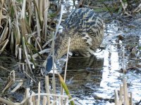 blashford bittern (8).jpg