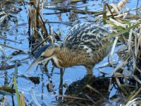 blashford bittern (14).jpg