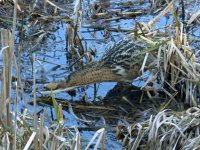 blashford bittern (15).jpg