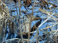 blashford bittern (16).jpg