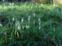 Snowdrops.jpg