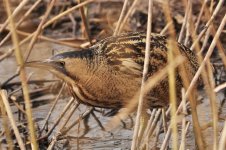 Bittern 2 resize.JPG