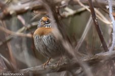 9675_Rufous-breasted Accentor.jpg